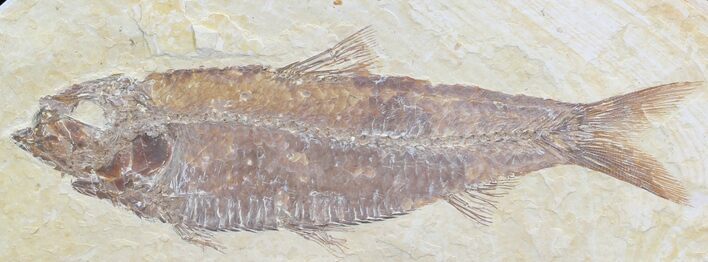 Knightia Fossil Fish - Wyoming #32942